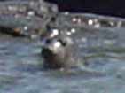 One of the many seals at Market Reef, future local operator ?