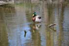 Classic Duck in Pond next to Merchant